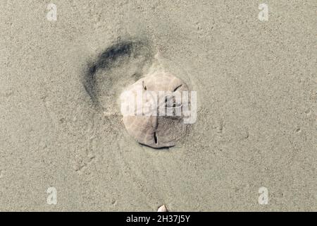 Sabbia dollaro lavato a terra su una spiaggia sabbiosa, vista ravvicinata con spazio copia, aspetto orizzontale Foto Stock