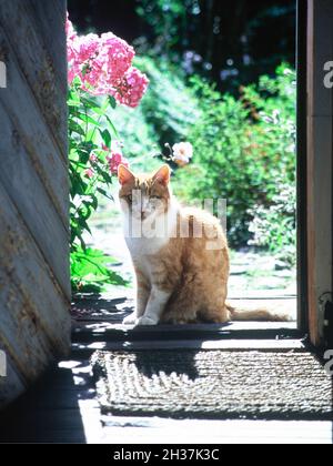 Gatto seduto in porta soleggiata foto: Bo Arrhed Foto Stock