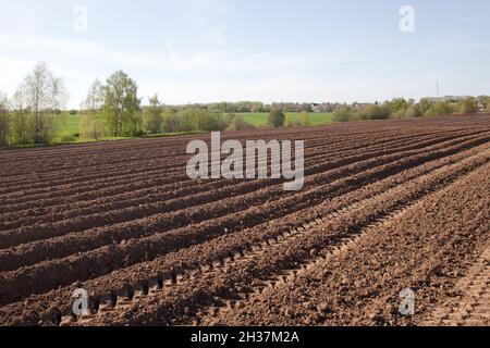 Solchi su un campo arato. Campo di patate arato in campagna. Campi agricoli in Russia. Foto Stock