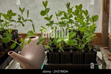 Un vassoio di giovani pianta di piselli dolci in una serra non riscaldata nel mese di aprile con un annaffiatoio di plastica Foto Stock