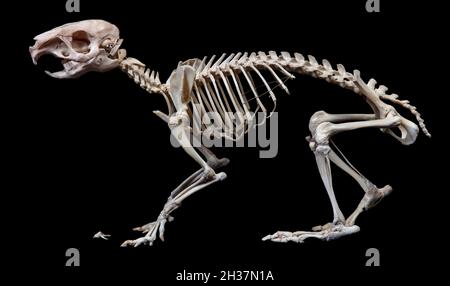 Capybara Skeleton, Hydrochoerus hydrochaeris Foto Stock