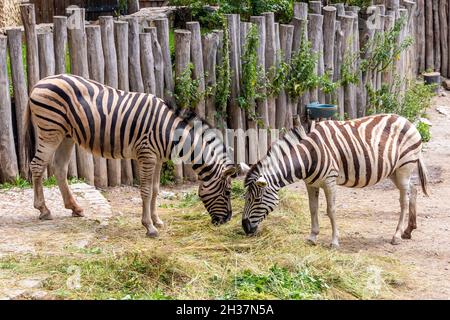 zebra in zoo - due zebre a strisce bianche e nere che mangiano erba Foto Stock
