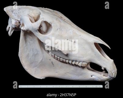 Cranio asino, Equus asinus o Equus africanus asinus Foto Stock