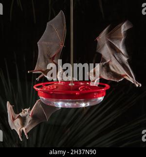 Pipistrelli a basso numero a Hummingbird Feeder, Leptonycteris yerbabuenae Foto Stock