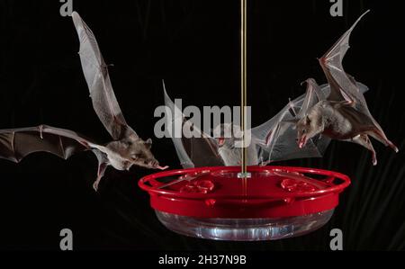 Pipistrelli a basso numero a Hummingbird Feeder, Leptonycteris yerbabuenae Foto Stock