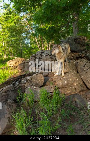 Il lupo grigio (Canis lupus) si erge sulle rocce a bordo della Foresta Estate - animale prigioniero Foto Stock