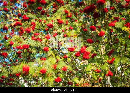 Un'immagine HDR astratta a 3 scatti della cenere di montagna europea, Sorbus aucuparia, che viene soffiata nel vento, Argyll e Bute, Scozia. 09 ottobre 2021 Foto Stock