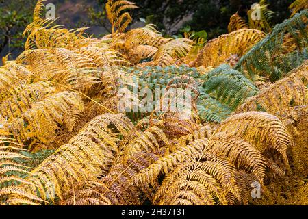 Un'immagine HDR autunnale a 3 scatti di Bracken Fern, Pteridium aquilinum, alias Eagle Fern, vicino alle rive di Loch Arkaig, Lochaber, Scozia. 12 ottobre 2021 Foto Stock