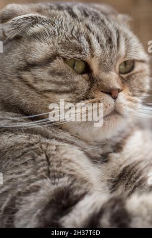Ritratto di un serio gatto di Fold scozzese, riposato con calma. Primo piano. Foto Stock
