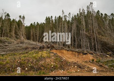 Aree forestali nel Flow Country, Scozia. Foto Stock