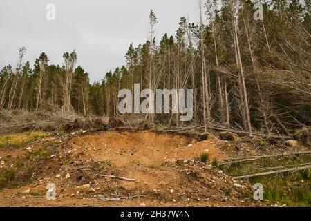 Aree forestali nel Flow Country, Scozia. Foto Stock