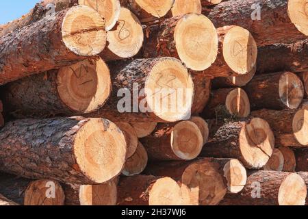 Tronchi di pino da cui assi ed altro legname saranno fatti. Foto Stock