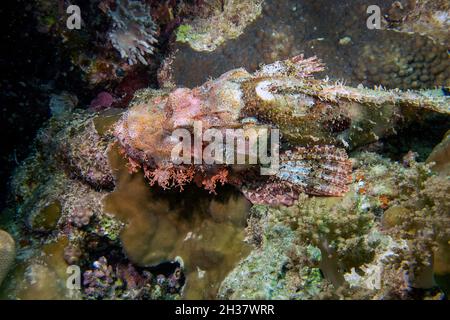 Scorpionfish (Scorpaenopsis barbata) nel Mar Rosso, Egitto Foto Stock