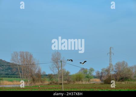 Foresta della pianura nel Karacabey Bursa molti e gruppi di uccelli pellicani cicogna nera e bianca che volano su campo agricolo verde Foto Stock