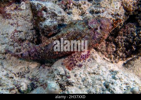 Scorpionfish (Scorpaenopsis barbata) nel Mar Rosso, Egitto Foto Stock