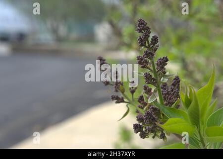 Lilla (Syringa vulgaris) germogli in primavera Foto Stock