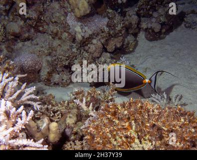 Un'orangespina unicornfish (naso Lituratus) nel Mar Rosso, Egitto Foto Stock