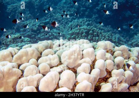 Bicolor estrattori (Centruroides bicolore) in Mar Rosso, Egitto Foto Stock