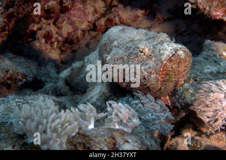 Un diavolo Scorfani (Scorpaenopsis diabolus) in Mar Rosso Foto Stock