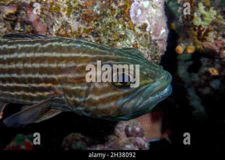 Una tigre Cardinalfish (Cheilodipterus macromon) nel Mar Rosso, Egitto Foto Stock