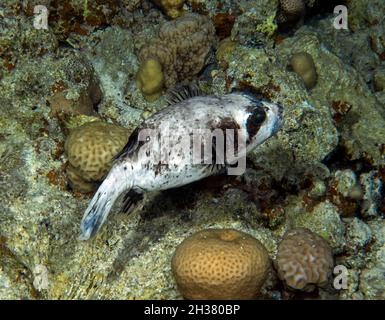 Un Puffer mascherato (Arothron diadematus) nel Mar Rosso, Egitto Foto Stock