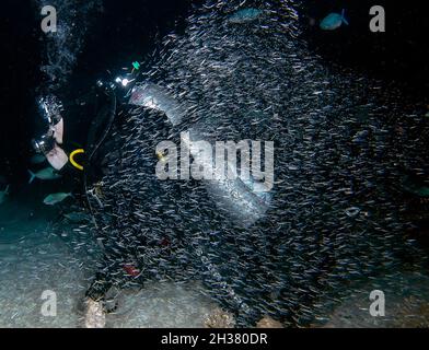 Piccolo pesce che si ripara accanto ad un subacqueo durante una frenesia di alimentazione nel Mar Rosso, Egitto Foto Stock