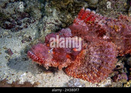 Scorpionfish (Scorpaenopsis barbata) nel Mar Rosso, Egitto Foto Stock