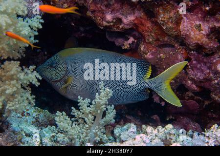 Un coniglio stellato (Siganus Stellatus) nel Mar Rosso, Egitto Foto Stock