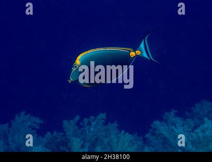 Un'orangespina unicornfish (naso Lituratus) nel Mar Rosso, Egitto Foto Stock