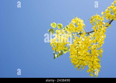 Una fistola cassia in fiore Foto Stock