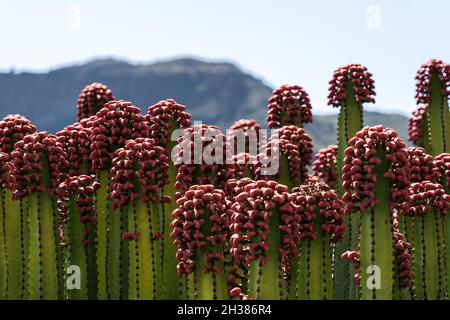 Il frutto di endemica alle Isole Canarie - Euphorbia canariensis. Primo piano. Foto Stock