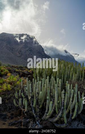 Cactus sull'altopiano roccioso di Capo Teno. Sullo sfondo, le scogliere di Los Gigantes. Tenerife. Isole Canarie. Spagna. Foto Stock