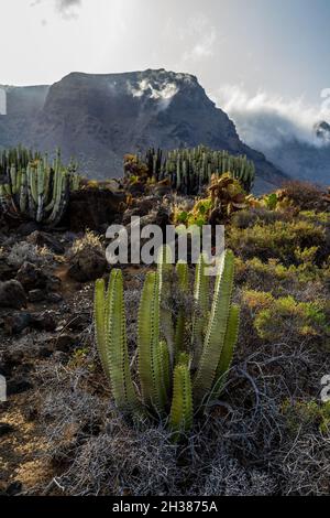 Cactus sull'altopiano roccioso di Capo Teno. Sullo sfondo, le scogliere di Los Gigantes. Tenerife. Isole Canarie. Spagna. Foto Stock