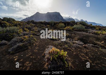 Cactus sull'altopiano roccioso di Capo Teno. Sullo sfondo, le scogliere di Los Gigantes. Tenerife. Isole Canarie. Spagna. Foto Stock