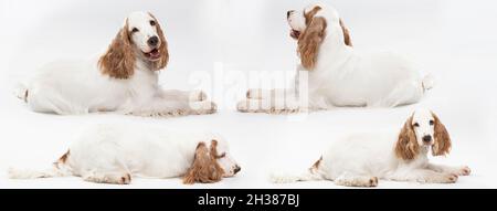Cane: Spaniello inglese con cappotto d'oro al miele. Si stende giù e growls basso. Panorama. Foto Stock