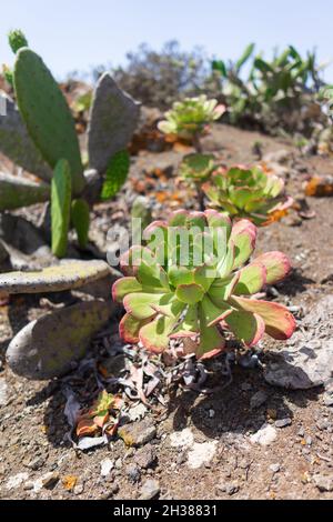 Pianta di Aeonium. Mettere a fuoco il primo piano. Tenerife. Isole Canarie. Spagna. Foto Stock