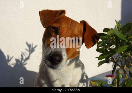 Primo piano fotografico del mio Jack Russell tra piante e fiori Foto Stock