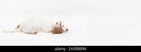 Un cane si trova con il naso contro il pavimento. Spaniello inglese con cappotto d'oro al miele. Panorama. Foto Stock