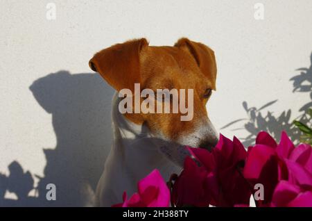 Primo piano fotografico del mio Jack Russell tra piante e fiori Foto Stock