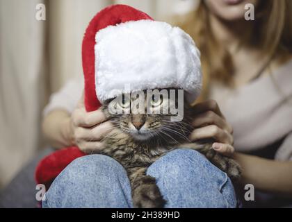 Un gatto in un cappello di santa siede nelle mani della padrona di casa in un'atmosfera familiare Foto Stock