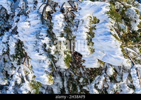Ramoscelli ricoperti di neve, scintillanti dal sole invernale, contro il cielo blu Foto Stock