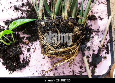 Piantine verdi in pentole, piantine per inglobamento in casa. Giardino interno, piante della casa. Alocasia, ficus, palma, scimmia monstera, calatea, caseificio svizzero Foto Stock