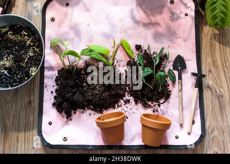 Piantine verdi in pentole, piantine per inglobamento in casa. Giardino interno, piante della casa. Alocasia, ficus, palma, scimmia monstera, calatea, caseificio svizzero Foto Stock