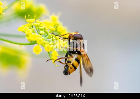 Un'ape su un fiore di finocchio per raccogliere polline in estate Foto Stock