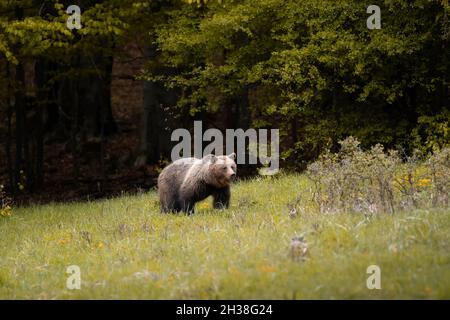 Orso bruno molto vicino nella natura selvaggia durante il rut, natura colorata vicino alla foresta, Slovacchia selvaggia, utile per riviste e carte Foto Stock