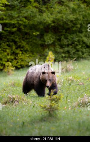 Orso bruno molto vicino nella natura selvaggia durante il rut, natura colorata vicino alla foresta, Slovacchia selvaggia, utile per riviste e carte Foto Stock