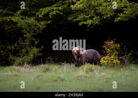 Orso bruno molto vicino nella natura selvaggia durante il rut, natura colorata vicino alla foresta, Slovacchia selvaggia, utile per riviste e carte Foto Stock