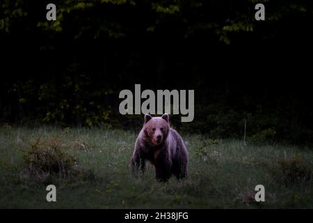 Orso bruno molto vicino nella natura selvaggia durante la foresta vicina, Slovacchia selvaggia, utile per riviste e carte Foto Stock