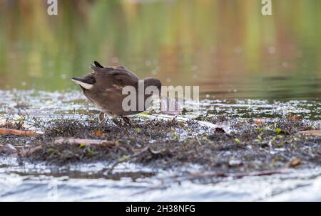 Giovane Moorhen sul lato di un fiume. Foto Stock