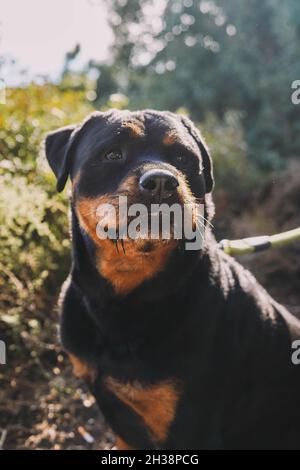 Grande esemplare di rottweiler americano Foto Stock